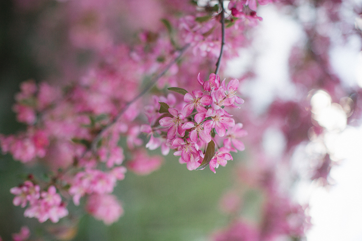 Minneapolis_Spring_Maternity_Photos_09